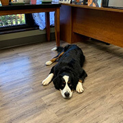 Happy dog working in the office