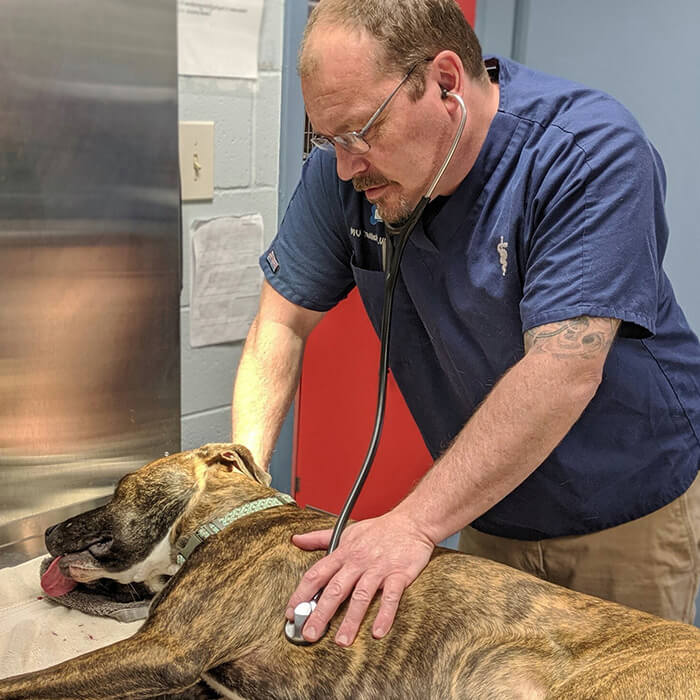 Loving vet examining a sick dog