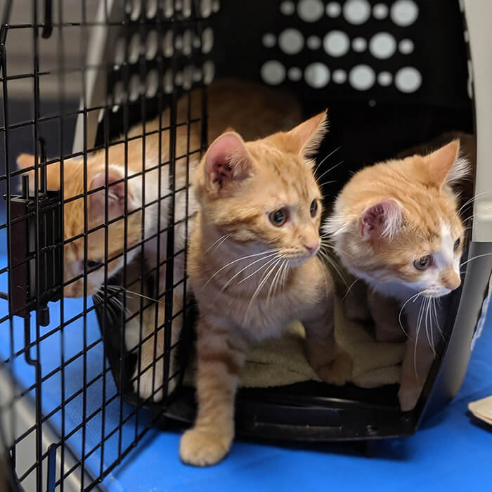 three kittens exploring