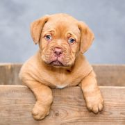 Adorable puppy dog in wooden box Adorable puppy dog in wooden box