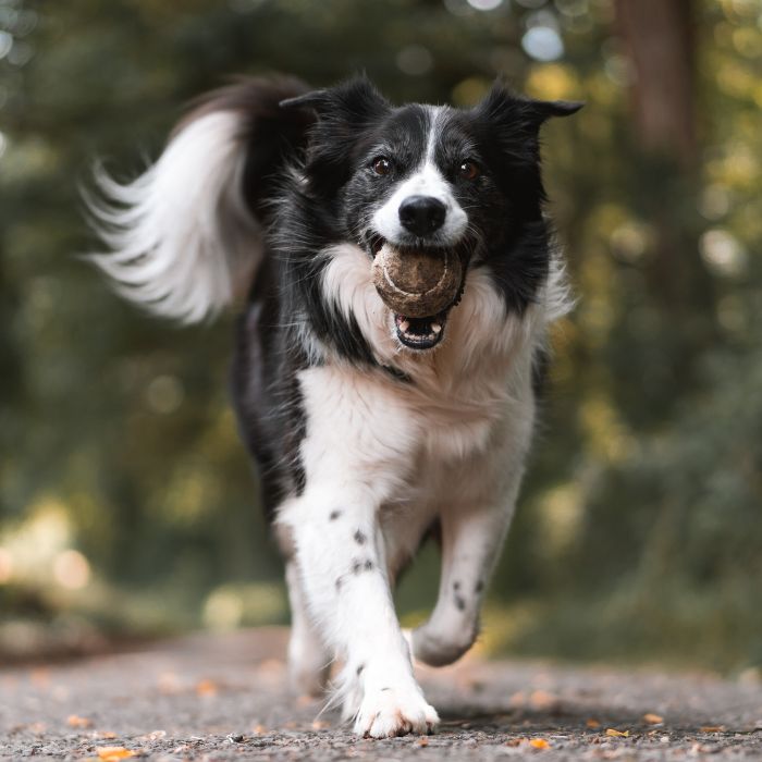 Border Collie fetching the ball