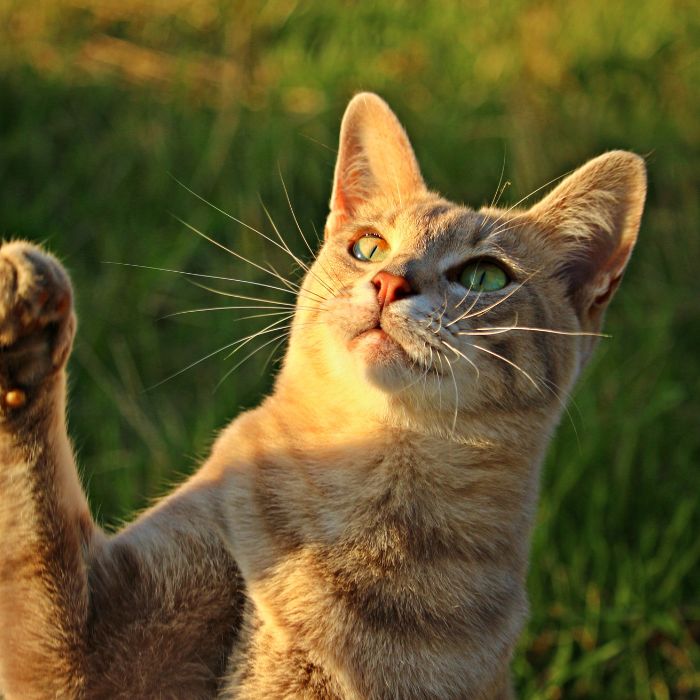 Cat raising its paw outdoors Cat raising its paw outdoors