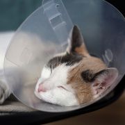 Cat sleeping with protective cone Cat sleeping with protective cone
