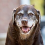 Close-up of happy brown dog Close-up of happy brown dog