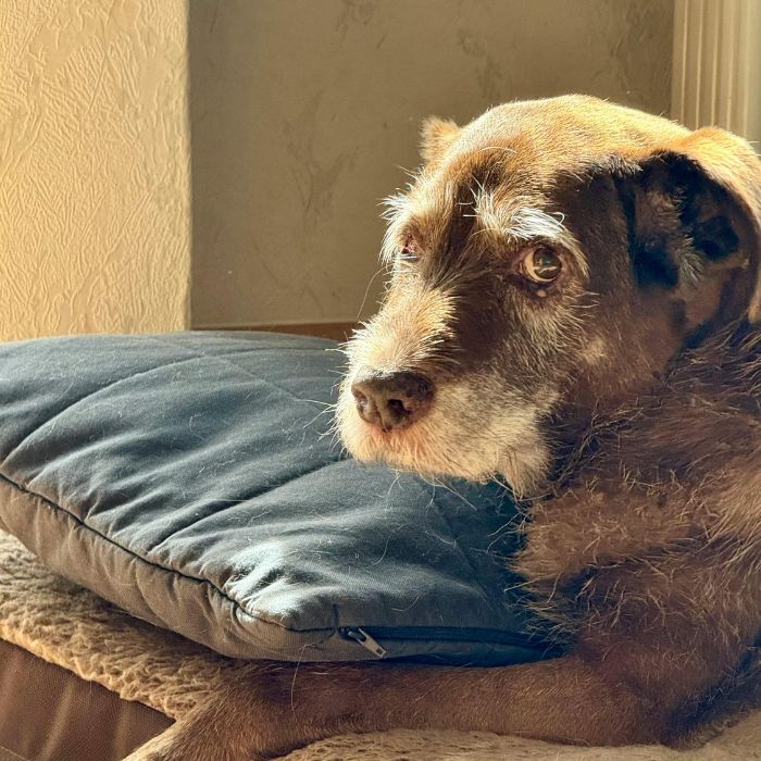 Close up of senior dog Close up of senior dog