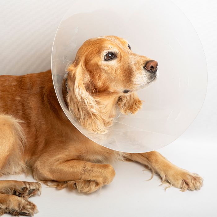 Cocker spaniel with protective cone Cocker spaniel with protective cone