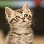 Curious kitten gazes intently upward