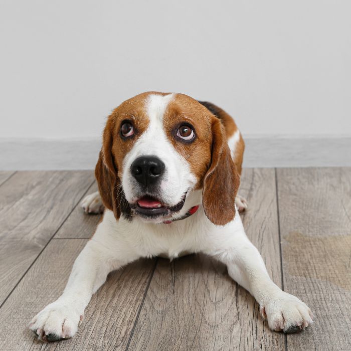 Cute dog with pleading eyes Cute dog with pleading eyes