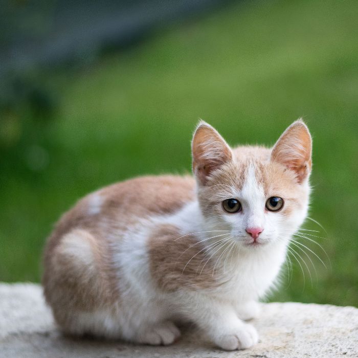 Cute kitten sitting on stone
