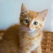 Cute orange cat with stripes