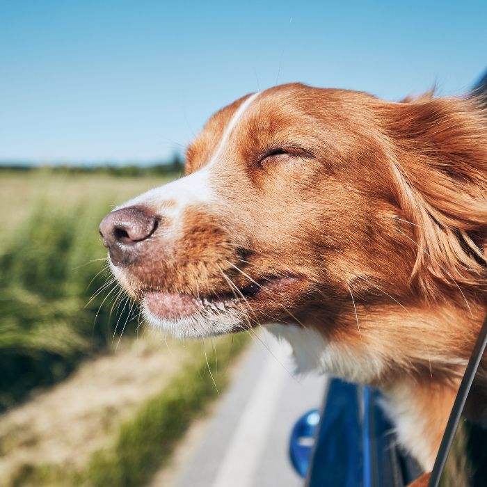 Dog enjoys car ride breeze Dog enjoys car ride breeze