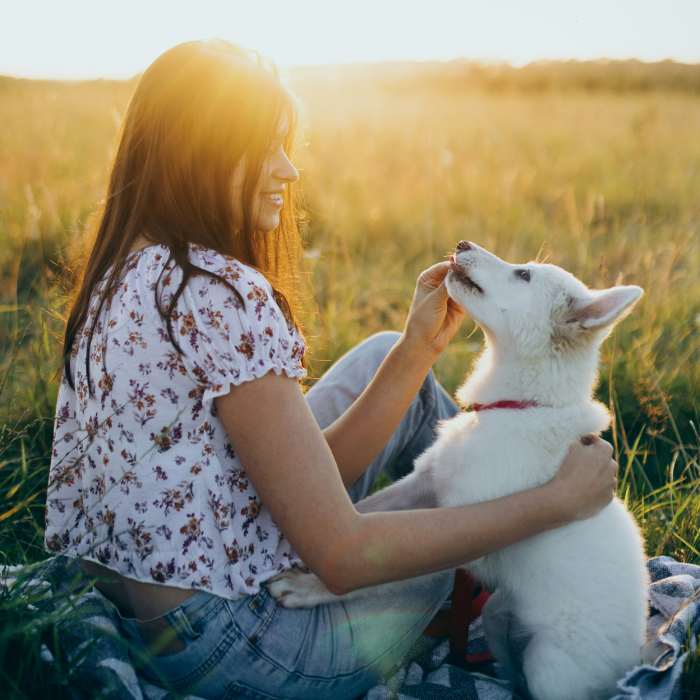 Dog lovingly looks at owner Dog lovingly looks at owner