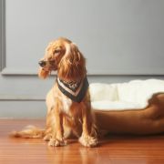 Dog posing in front of bed Dog posing in front of bed