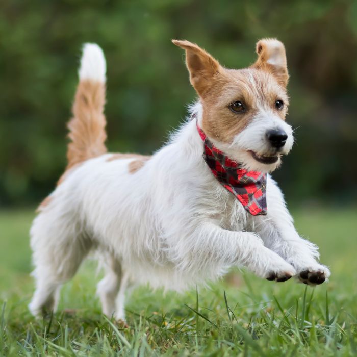 Energetic terrier mid-leap outdoors Energetic terrier mid-leap outdoors
