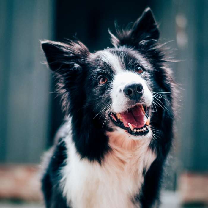 Excited dog is panting Excited dog is panting