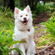 Fluffy dog sitting on wooded path Fluffy dog sitting on wooded path