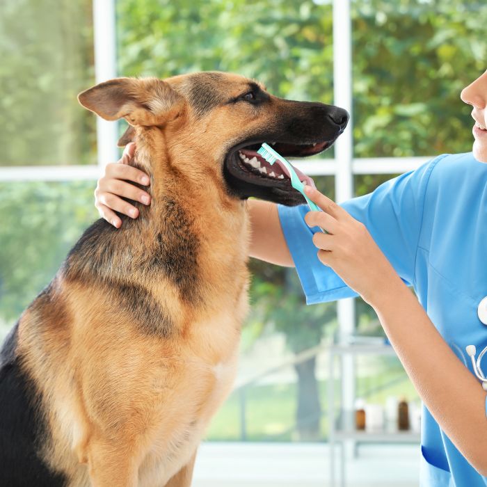 German Shepherd getting teeth brushed German Shepherd getting teeth brushed