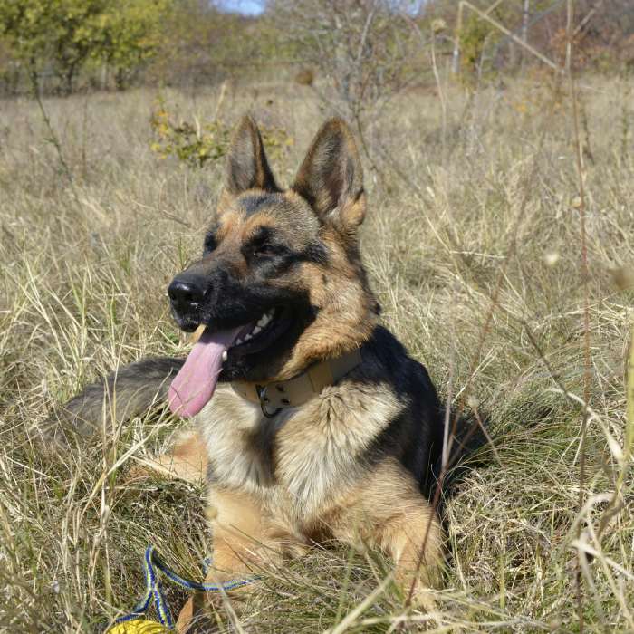 German Shepherd resting in tall grass German Shepherd resting in tall grass