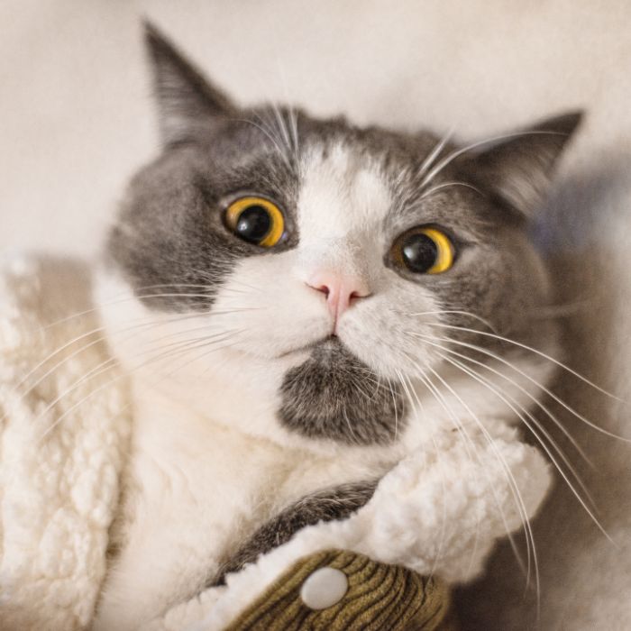 Gray and white cat closeup Gray and white cat closeup