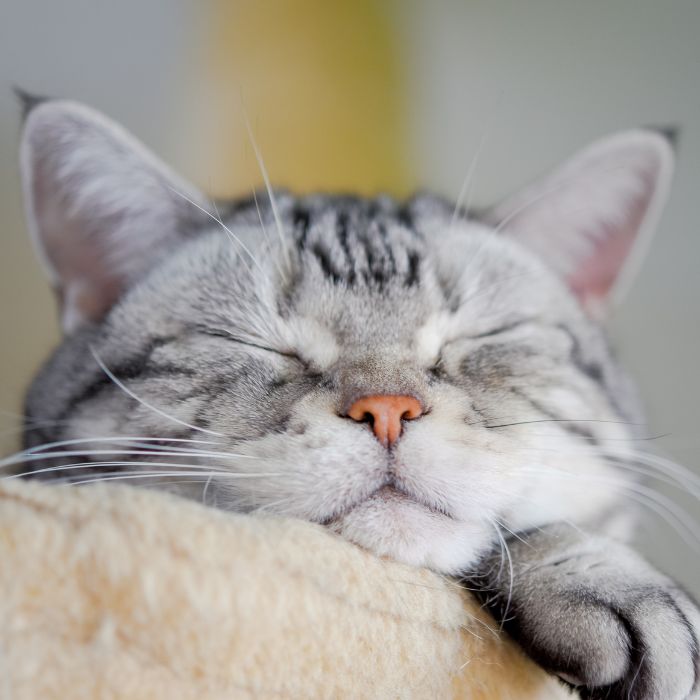 Gray tabby cat is napping Gray tabby cat is napping