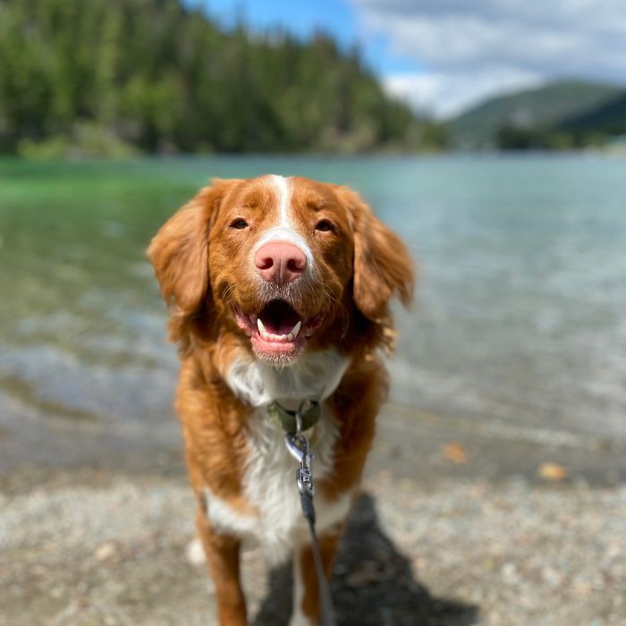 Happy dog at lakeside beach Happy dog at lakeside beach