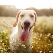 Happy dog in flower field Happy dog in flower field