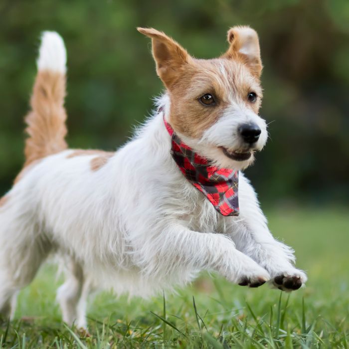 Happy dog jumps in grass Happy dog jumps in grass