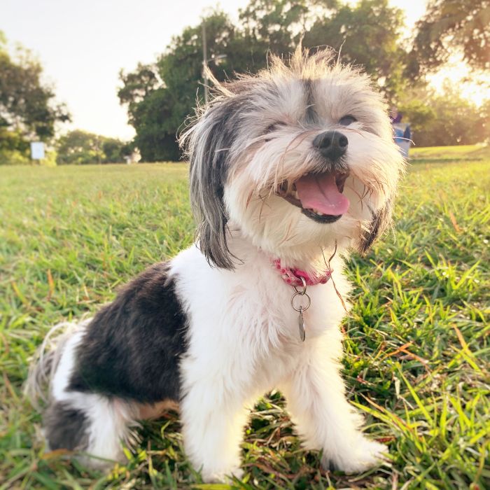 Happy dog sitting in grass
