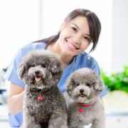 Happy vet with poodle dog duo Happy vet with poodle dog duo