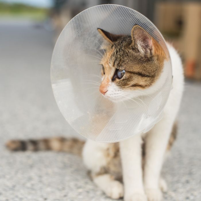 Injured cat wears protective cone Injured cat wears protective cone