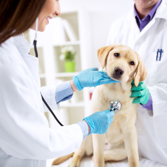 Labrador puppy at the vet Labrador puppy at the vet