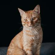 Orange cat sitting tall