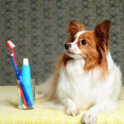 Papillon dog next to toothbrush Papillon dog next to toothbrush