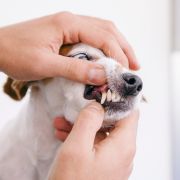 Person checking dog's teeth hygiene Person checking dog's teeth hygiene