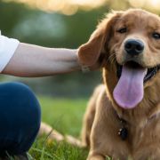 Person petting golden retriever dog Person petting golden retriever dog