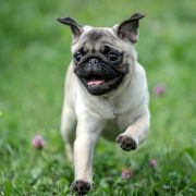 Pug puppy running in grass