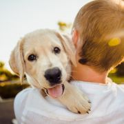Puppy held on shoulder Puppy held on shoulder