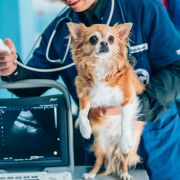 Small dog receiving sonogram at vet Small dog receiving sonogram at vet
