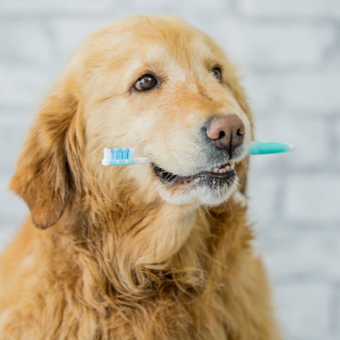 Smiling dog needs dental hygiene Smiling dog needs dental hygiene