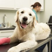 Smiling golden retriever at the vet Smiling golden retriever at the vet