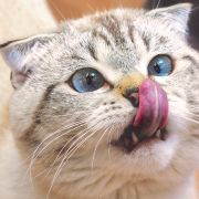 Striped cat licking its nose Striped cat licking its nose