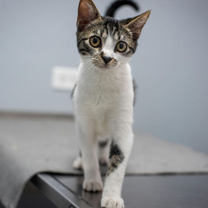 Tabby cat walking forward, curious Tabby cat walking forward, curious