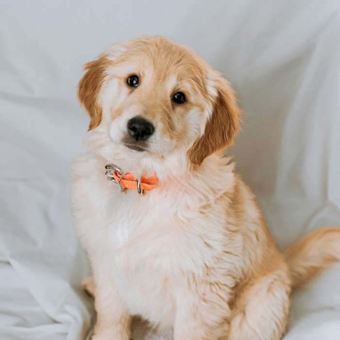 Tan puppy sitting on white fabric