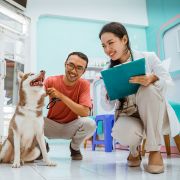 Vet smiling at husky with owner Labrador puppy at the vet
