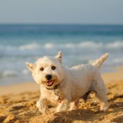 Westie terrier enjoys sandy beach Westie terrier enjoys sandy beach