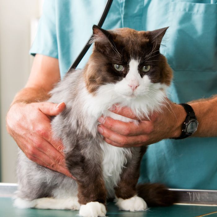 Brown and white cat at vet Brown and white cat at vet