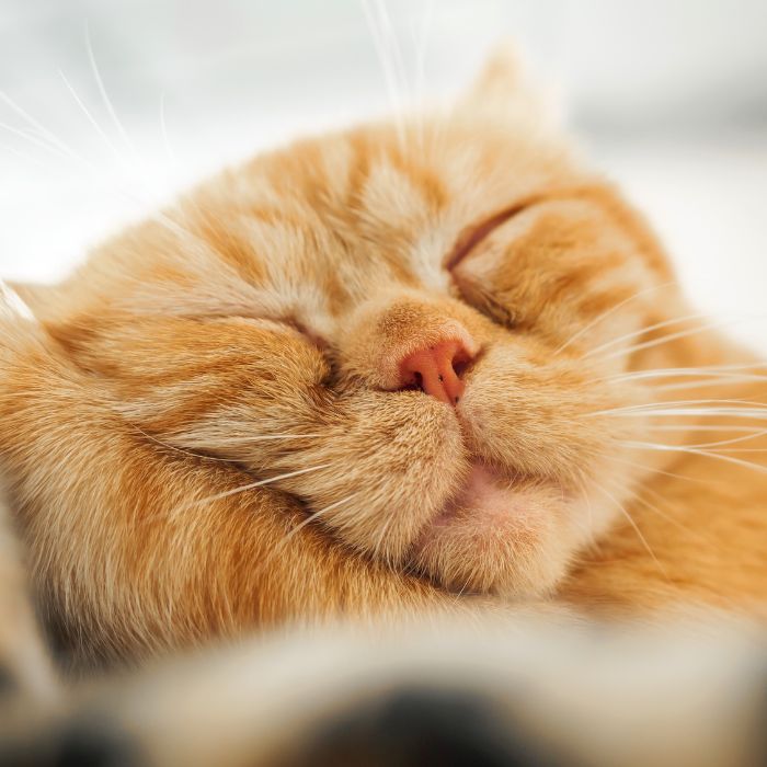 Close-up of a sleeping orange cat Close-up of a sleeping orange cat