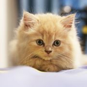 Cute light brown Persian kitten Cute light brown Persian kitten