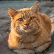 Ginger cat resting on ground Ginger cat resting on ground