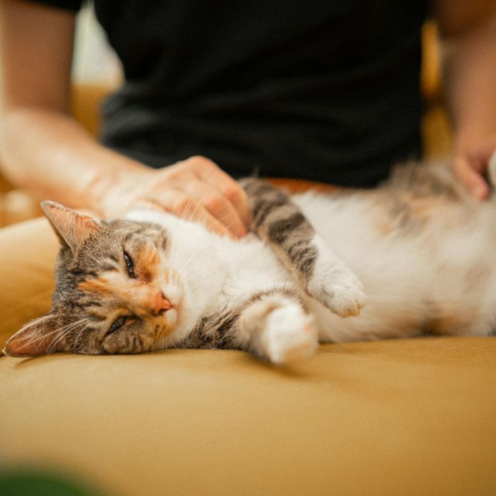 Relaxed cat getting belly rubs Relaxed cat getting belly rubs